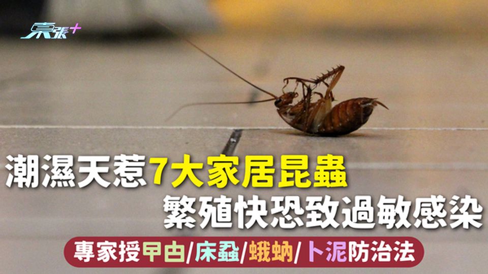 昆蟲入屋 | 潮濕天惹7大家居昆蟲 繁殖快恐致過敏感染 專家授曱甴/床蝨/蛾蚋/卜泥防治法