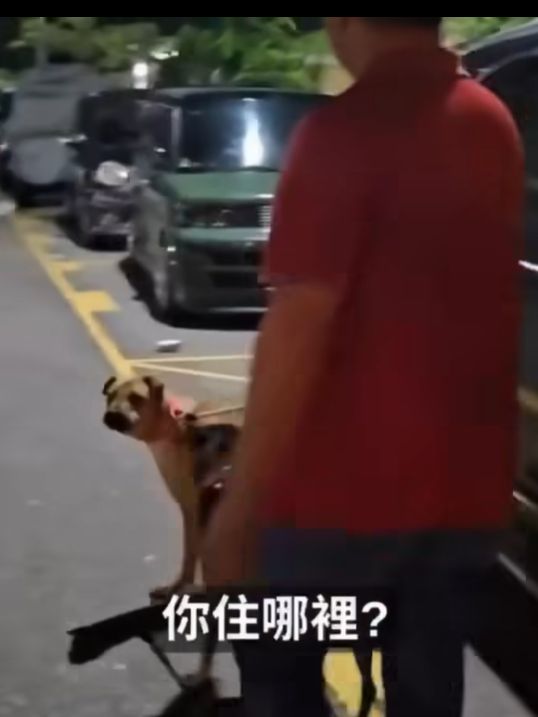 屯門男子被指故意放繩讓愛犬追咬流浪狗　狗義工呼籲停止傷害