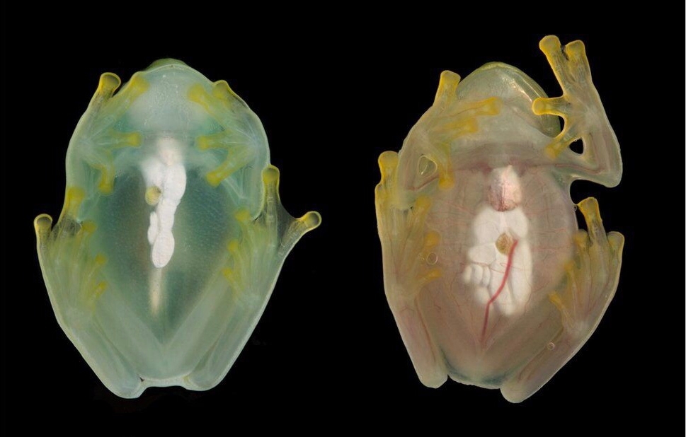 玻璃蛙不同狀態：睡覺中；活躍中