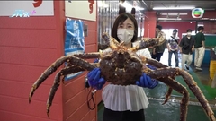 東張直擊日本開關第一團 北海道回味正宗忍者巨型鱈場蟹outlet血拼掃平貨