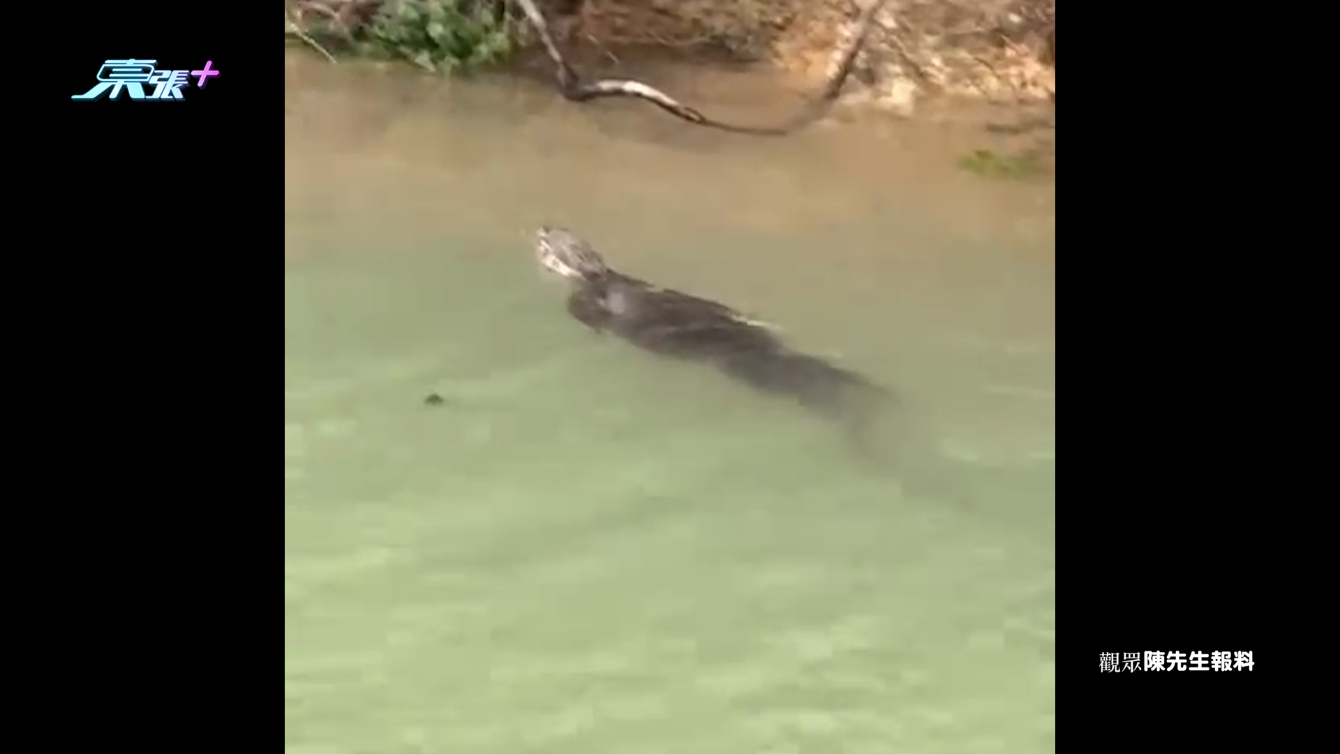 東張西望報料｜九龍水塘驚見「鱷魚」出沒　觀眾報料疑似鱷魚水塘暢泳