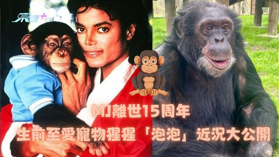 MJ離世15周年 生前至愛寵物猩猩「泡泡」近況大公開