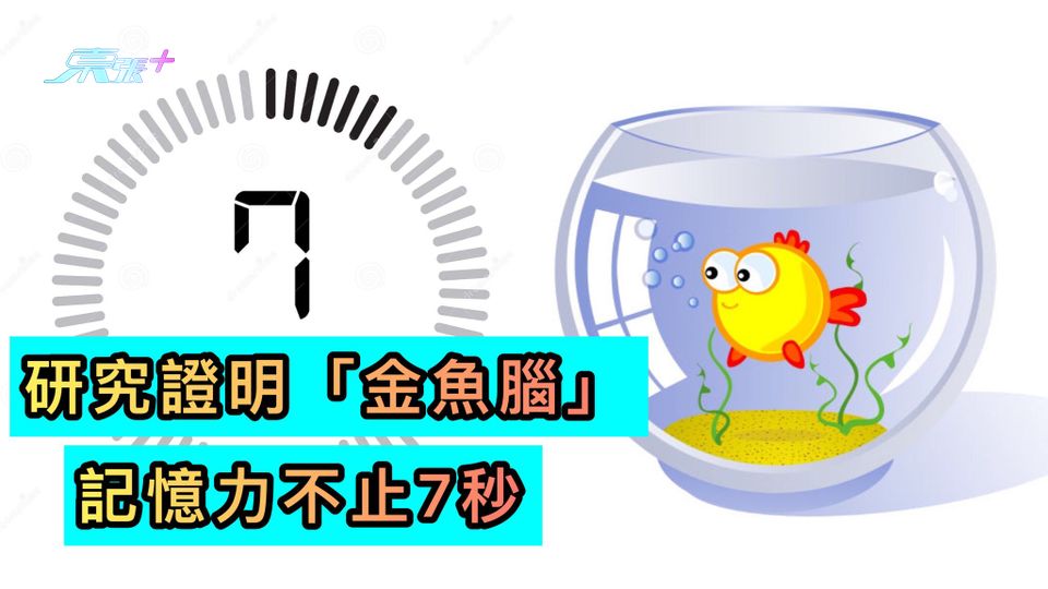 研究證明「金魚腦」 記憶力不止7秒