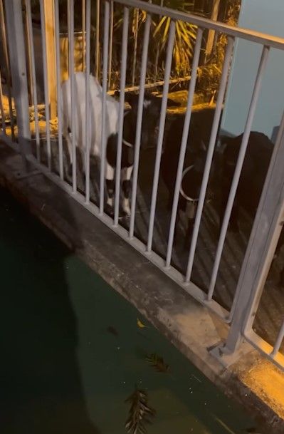 天水圍輕鐵站驚現山羊食草。(影片截圖)