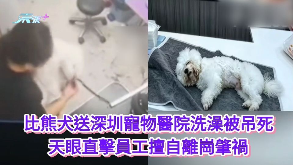 比熊犬送深圳寵物醫院洗澡被吊死 天眼直擊員工擅自離崗肇禍