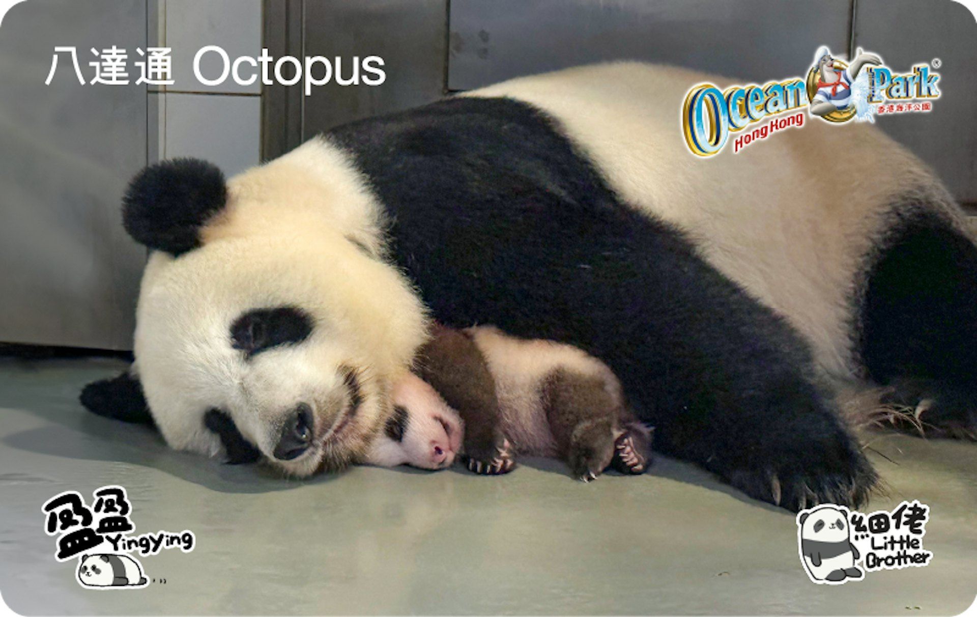 大熊貓珍藏版八達通