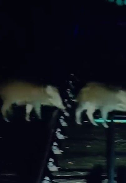 山頂纜車遇野豬BB「學行」阻路