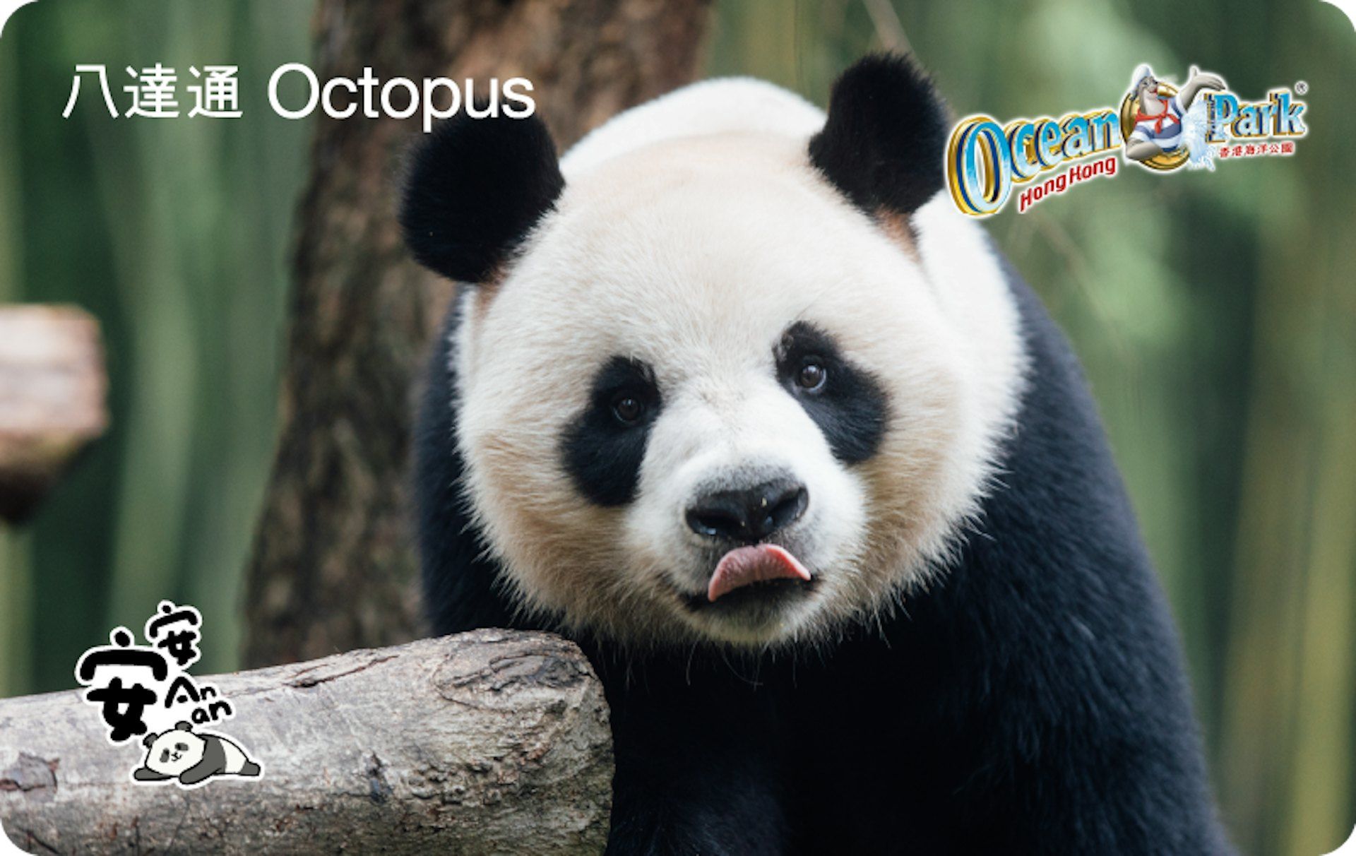 大熊貓珍藏版八達通