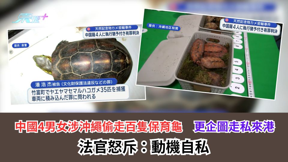 中國4男女涉沖繩偷走百隻保育龜　更企圖走私來港　法官怒斥：動機自私
