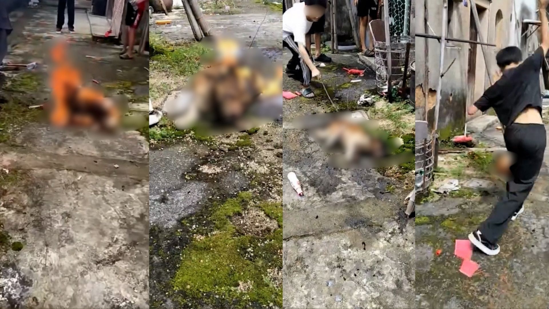 網上流傳影片顯示，4名未成年人涉嫌用長棍敲打幼犬及母狗，其後更潑疑似汽油將母狗活活燒死再鞭屍。