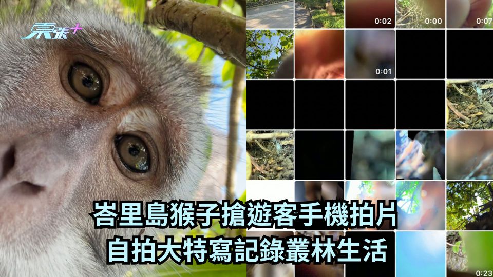 峇里島猴子搶遊客手機拍片 自拍大特寫記錄叢林生活