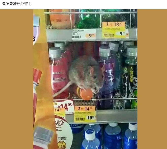 便利店光天化日下驚現鼠蹤
