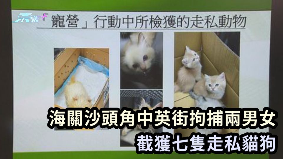 海關沙頭角中英街拘捕兩男女 截獲七隻走私貓狗