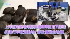 上海浦東機場海關檢獲199隻龜7條蛇 托運行李藏活動物 部份屬瀕危物種 