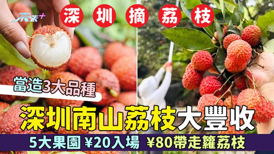 南山區｜深圳南山荔枝大豐收 當造3大品種/5大果園¥20入場/¥80帶走籮荔枝 