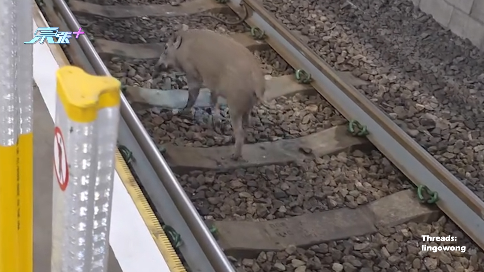 元朗野豬誤闖輕鐵路軌　警察提醒乘客小心　網民憂野豬被捕殺