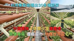 中國團隊卡塔爾沙漠建農場  利用集裝箱種出30多種蔬菜 高價青菜壟斷超市並供應世界盃