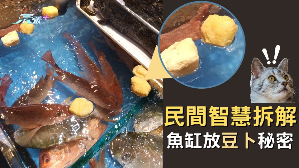 拆解魚缸放豆卜秘密