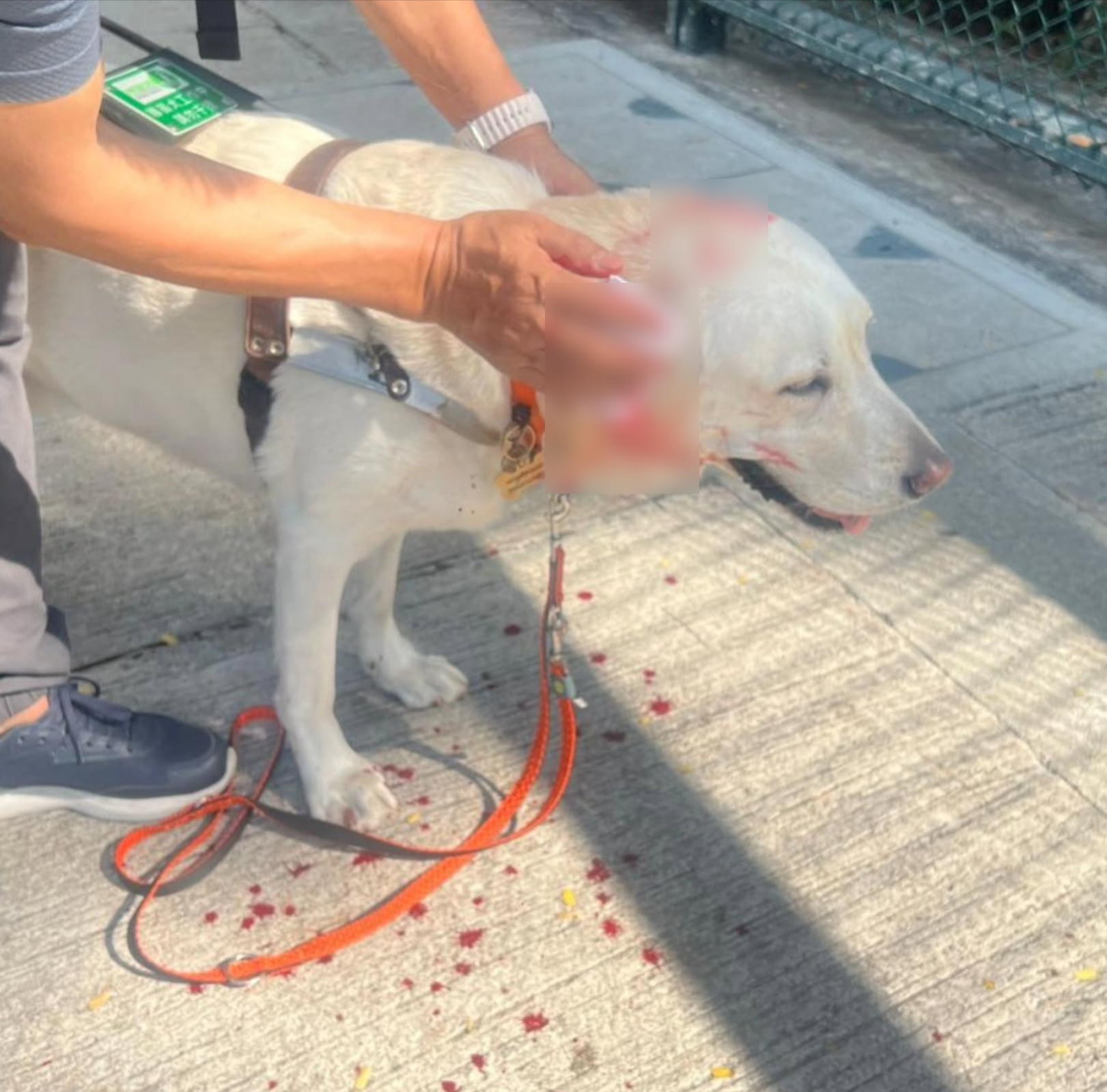 九龍城導盲犬慘遭白色柴犬咬傷　被咬甩耳肉「流血不止」 　導盲犬中心籲提供線索 (Threads@ying.ying1031)