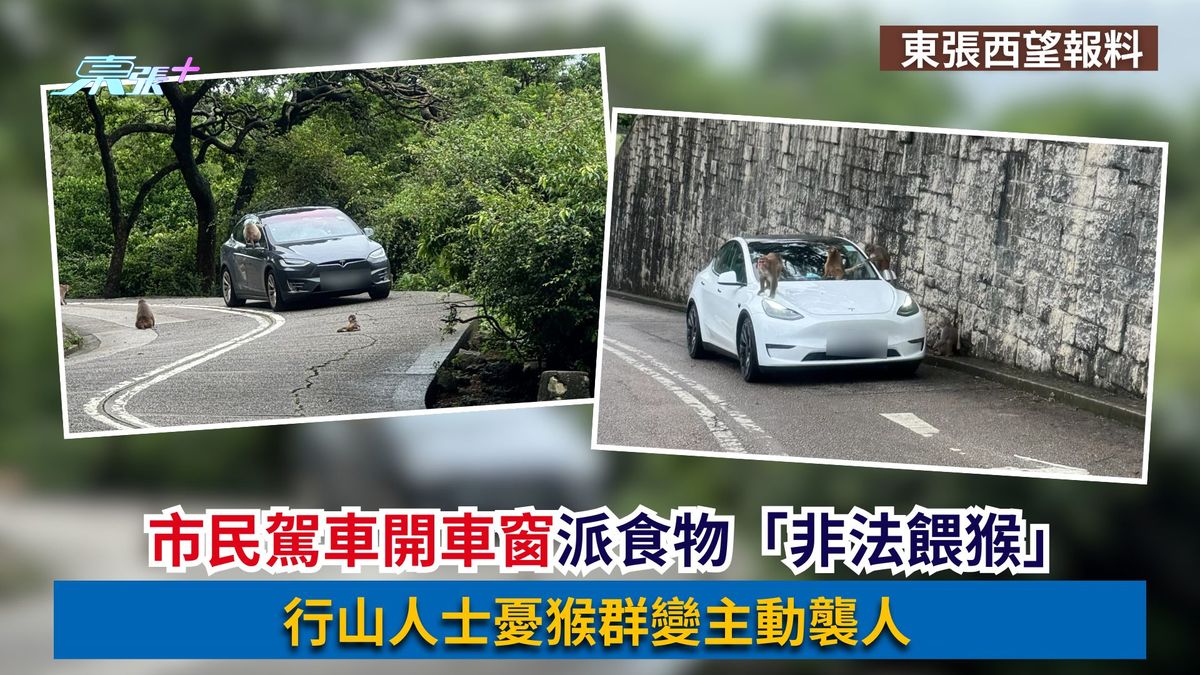 東張西望報料｜市民駕車開車窗派食物「非法餵猴」　行山人士憂猴群變主動襲人