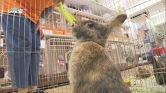 有接收棄兔團體憂市民因「生肖熱潮」飼養兔子 籲市民考慮清楚