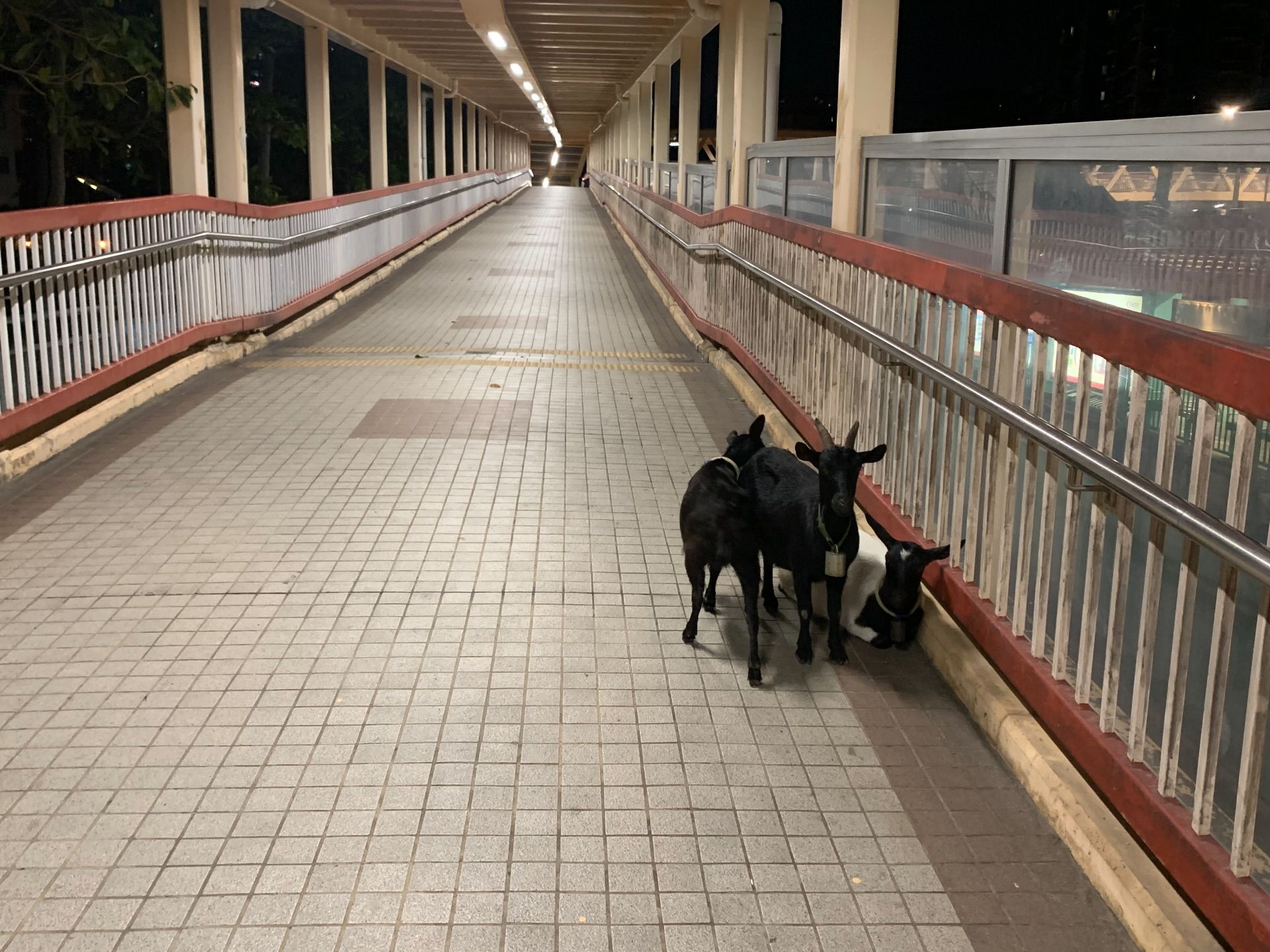 香港有「羊咩咩」出沒！