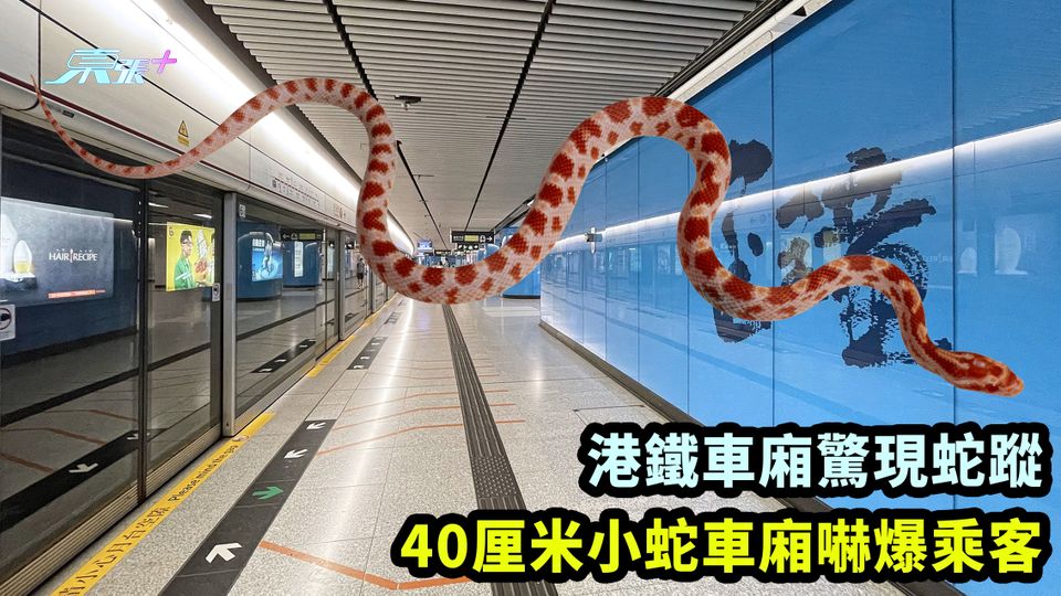 港鐵車廂驚現蛇蹤 40厘米小蛇車廂嚇爆乘客