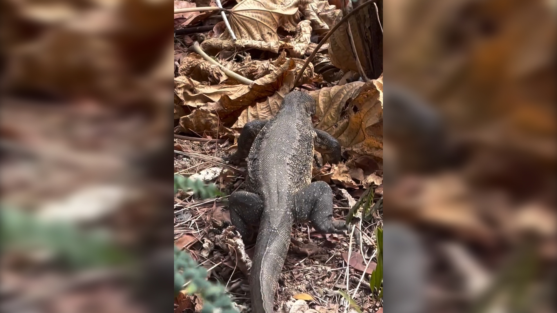 東張西望報料｜沙田城門河旁驚現「奇怪不明物種」　街坊笑稱：金城安條龍