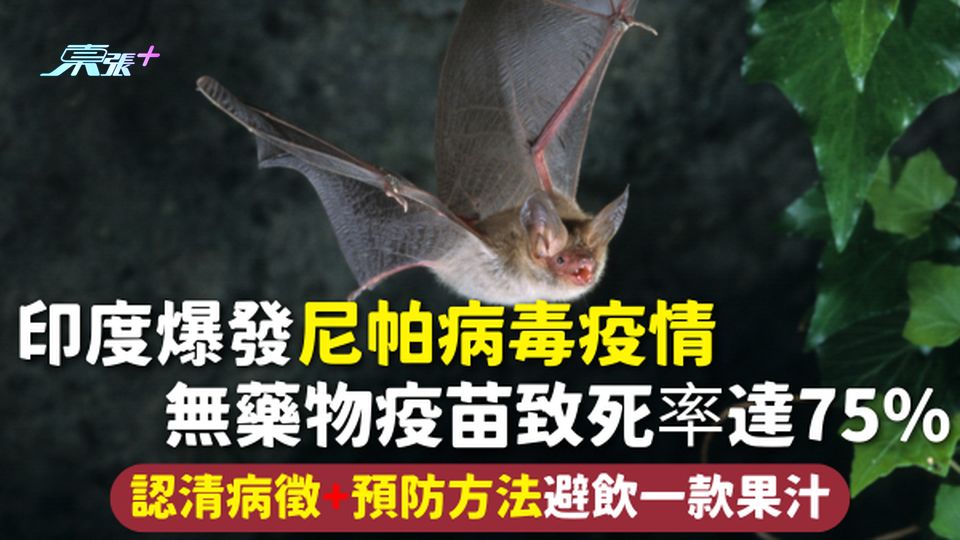 尼帕病毒 | 印度爆發尼帕病毒疫情 無藥物疫苗致死率達75% 認清病徵+預防方法 避飲一款果汁