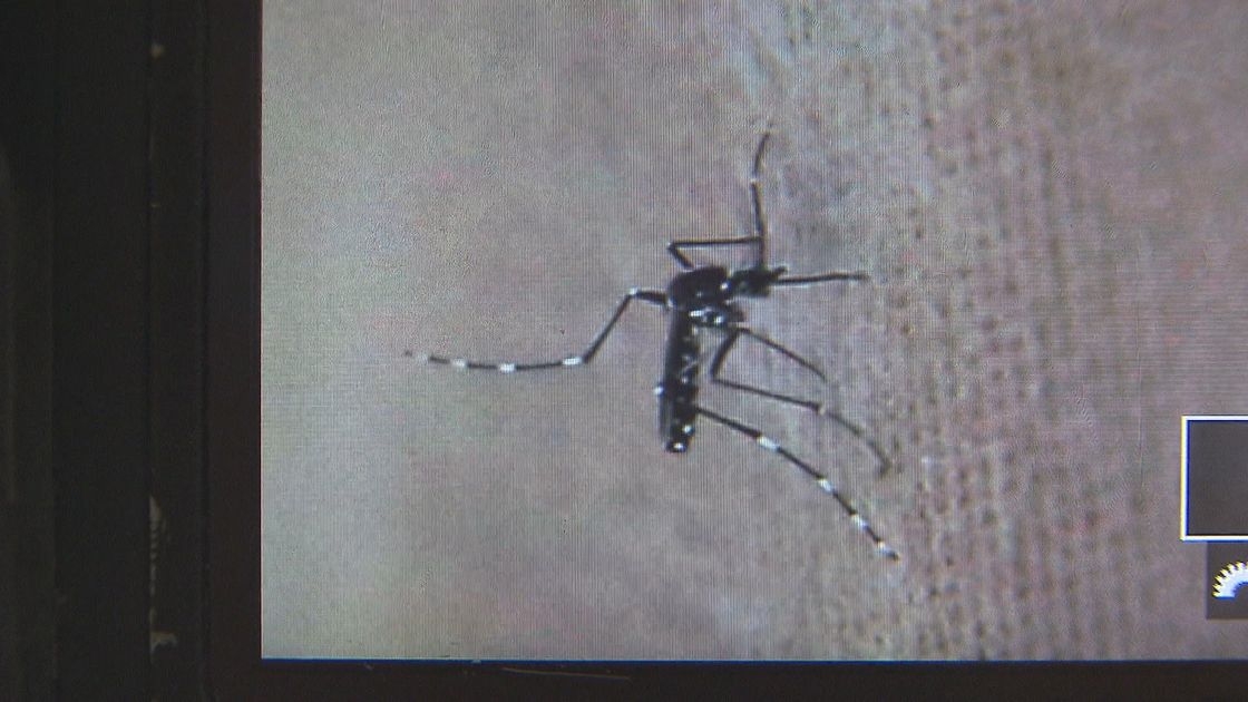 基孔肯雅熱｜袁國勇指港人一般無抗體　雖死亡率低但不應輕視