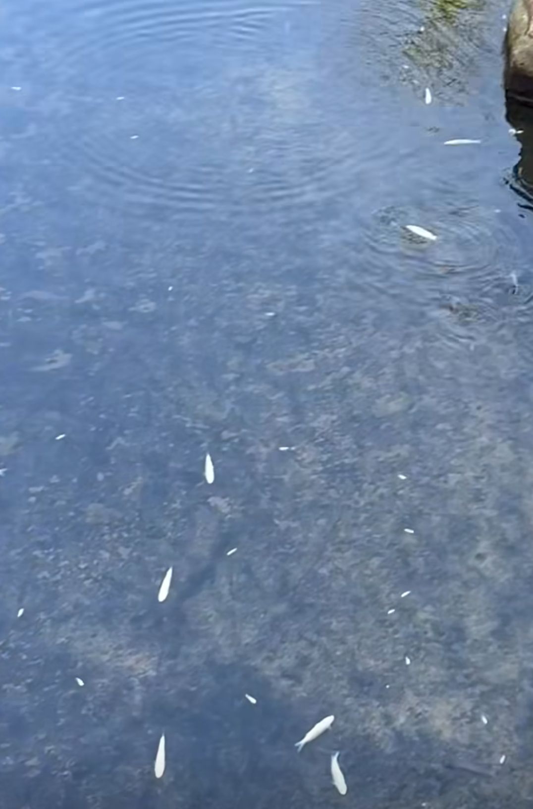 啟德河驚現死魚氾濫　渠務署認緊急維修致局部河段乾涸發致歉