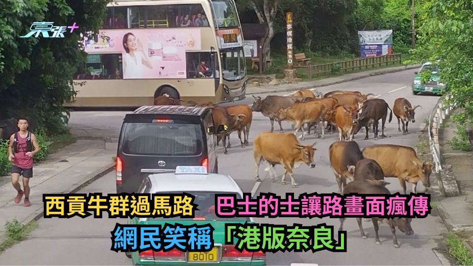 西貢牛群過馬路　巴士的士讓路畫面瘋傳　網民笑稱「港版奈良」