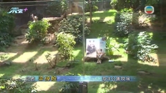 [現場]有市民赴海洋公園送別安安 感謝安安陪伴港人成長
