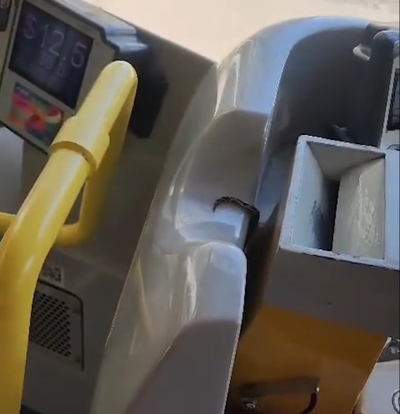 巴士「不速之客」坐霸王車　蛇仔上車嘆冷氣　網民揭原來為港原生物種