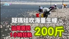 有片｜疑瑪娃吹海量生蠔 汕尾居民1小時狂執200斤 官方勸喻：不明來歷 勿吃