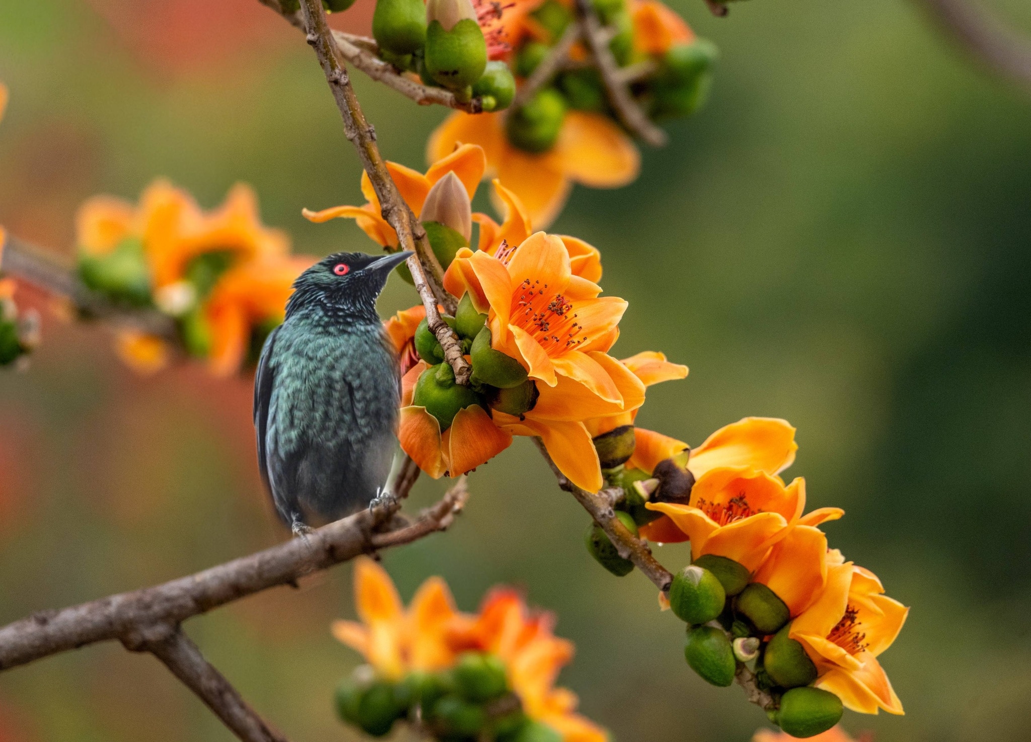 可能是蜂鳥的圖像