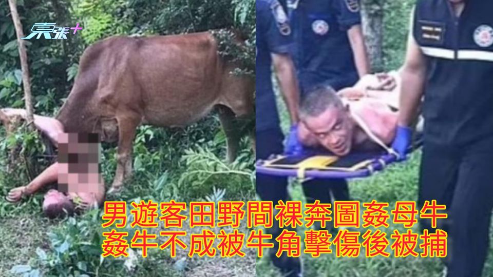 男遊客田野間裸奔圖姦母牛 姦牛不成被牛角擊傷後被捕