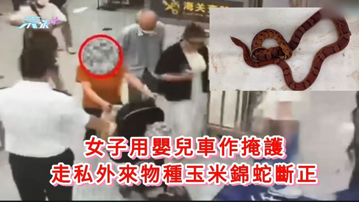 有片丨女子用婴儿车作掩护 走私外来物种玉米锦蛇断正
