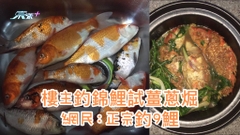 樓主釣錦鯉試薑蔥煀 網民：正宗釣9鯉