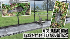 何文田遍地雀屍 疑為冷血殺手惡意投毒所為
