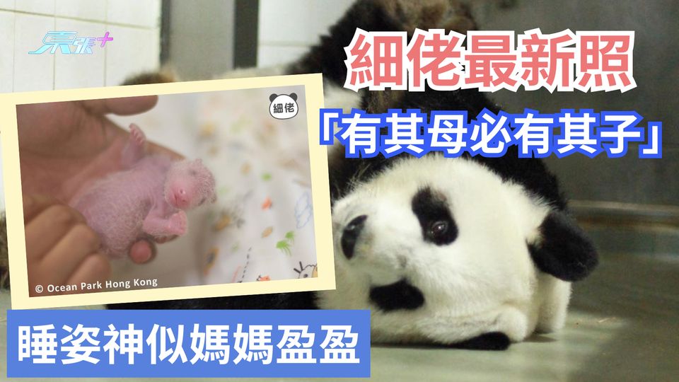 港產大熊貓 | 「細佬」最新照曝光 睡姿神似媽媽盈盈：有其母必有其子