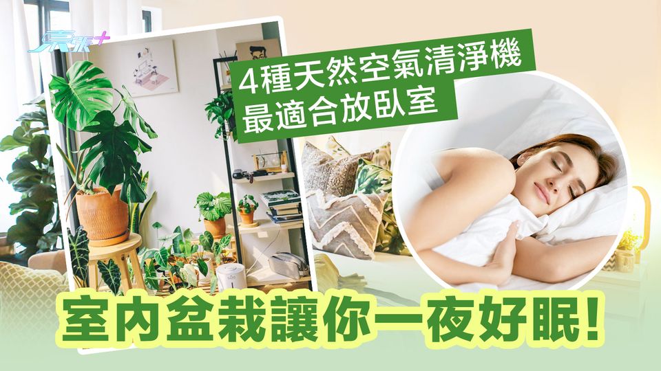室內盆栽讓你一夜好眠！4種天然空氣清淨機最適合放臥室