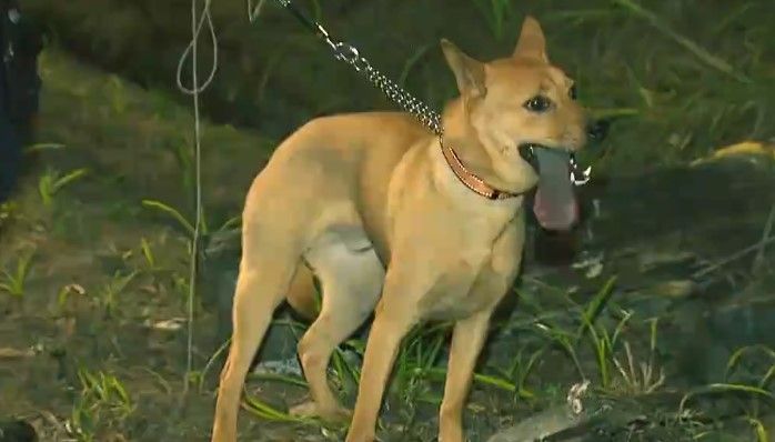 火炭Tesla男司機涉醉駕自炒惹車禍