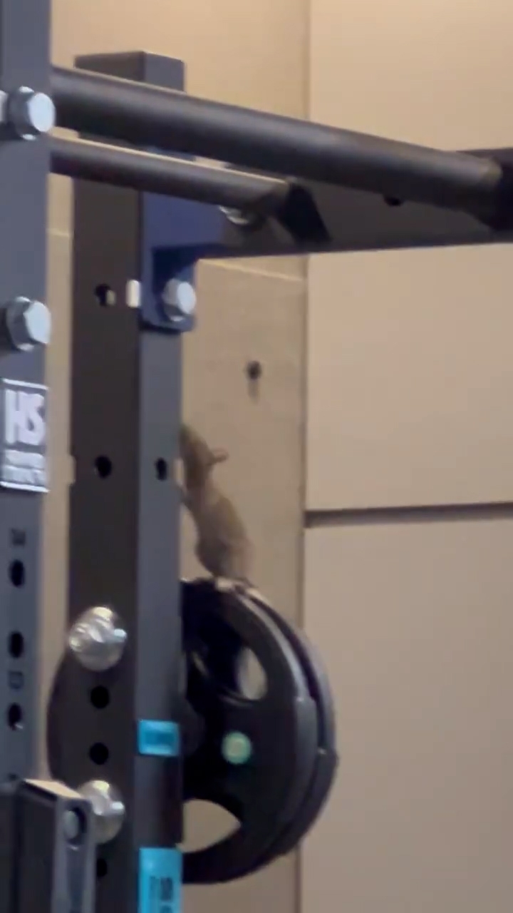 從樓主上傳的影片可見，一隻老鼠正在器材架上爬上爬下，非常活躍。（Threads影片截圖／hei_nana0308）