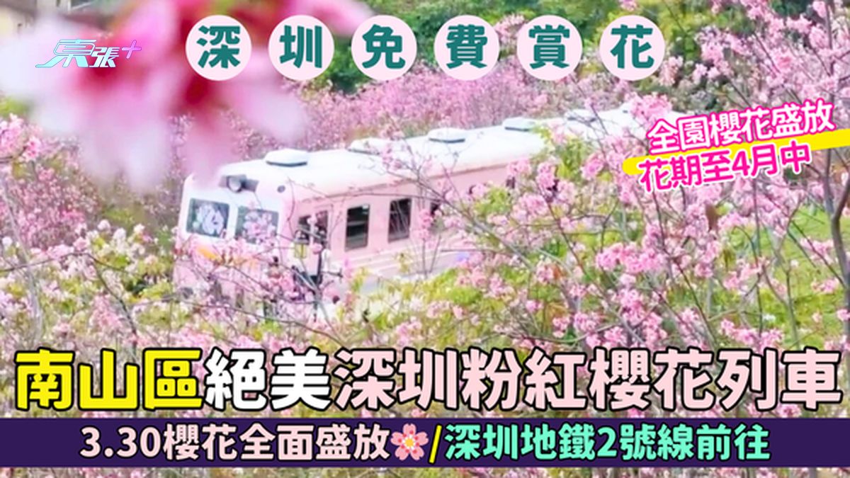 南山区｜绝美深圳粉红樱花列车🚃 免费免预约/3.30樱花全面盛放🌸/深圳地铁2号线前往📸