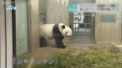 外租日本大熊貓「香香」下周二送返中國 民眾入園道別需網上抽籤