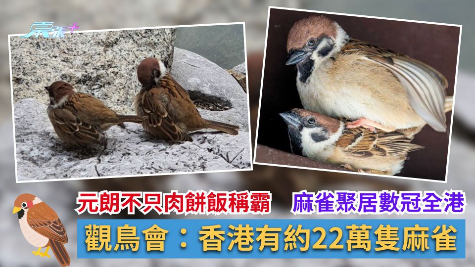 元朗不只肉餅飯稱霸　麻雀聚居數冠全港　觀鳥會：香港有約22萬隻麻雀