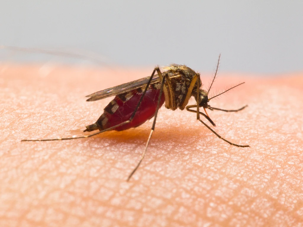 基孔肯雅熱主要經蚊媒傳播，市民應避免在蚊蟲活躍時段逗留戶外，並採取措施如使用蚊怕水、穿著淺色長袖衣物，以及清理積水，減少蚊蟲滋生。