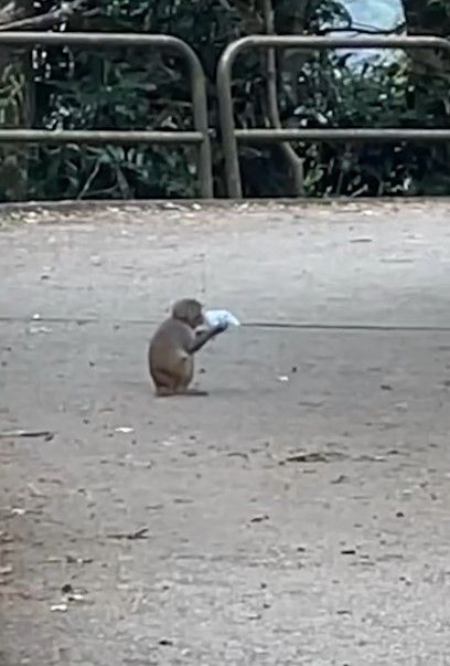 港人城門水塘行山遇馬騮搶食，結果中伏搶錯狗屎當場「灰爆」。