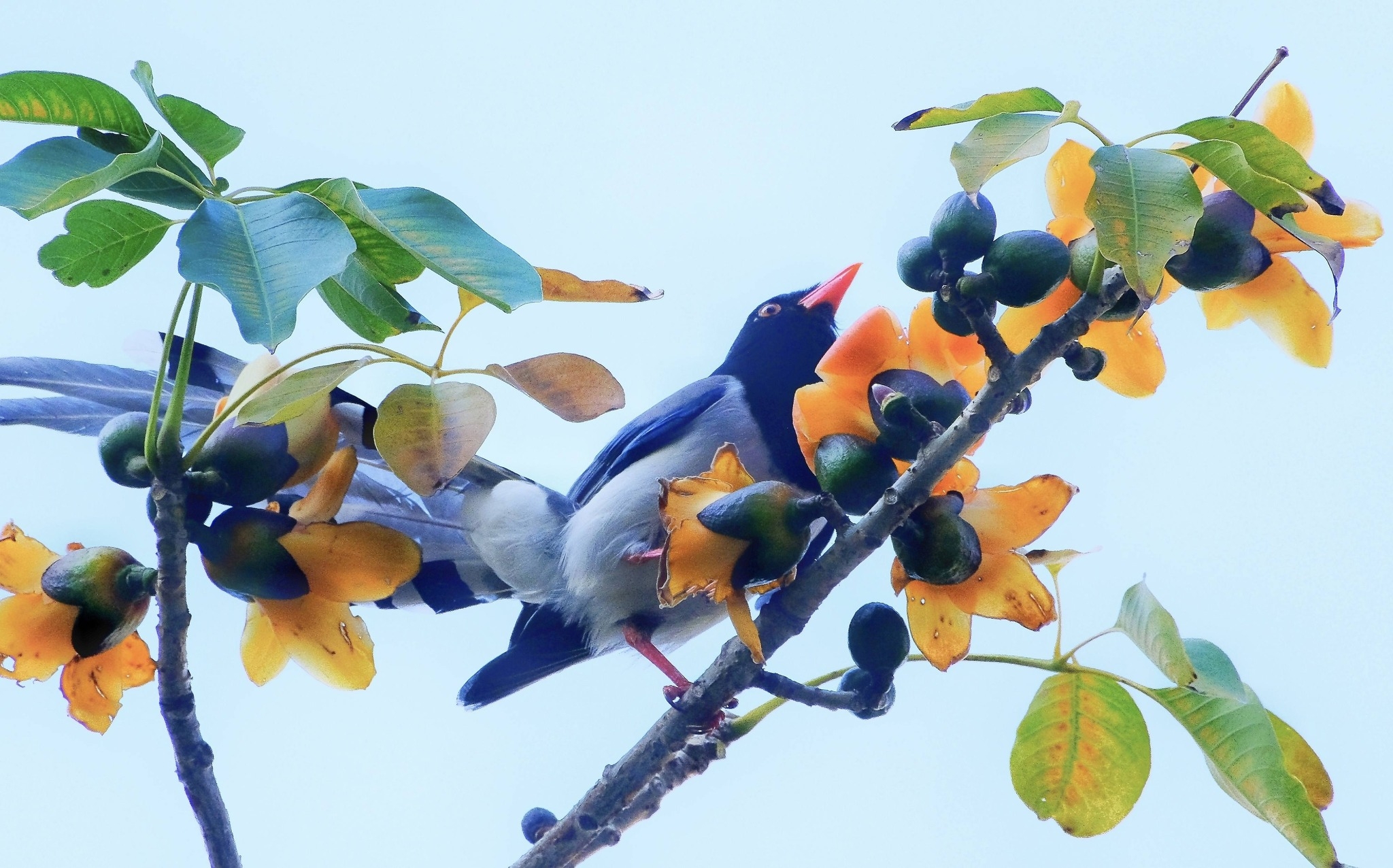 可能是大嘴鳥、翠鳥和犀鳥的圖像